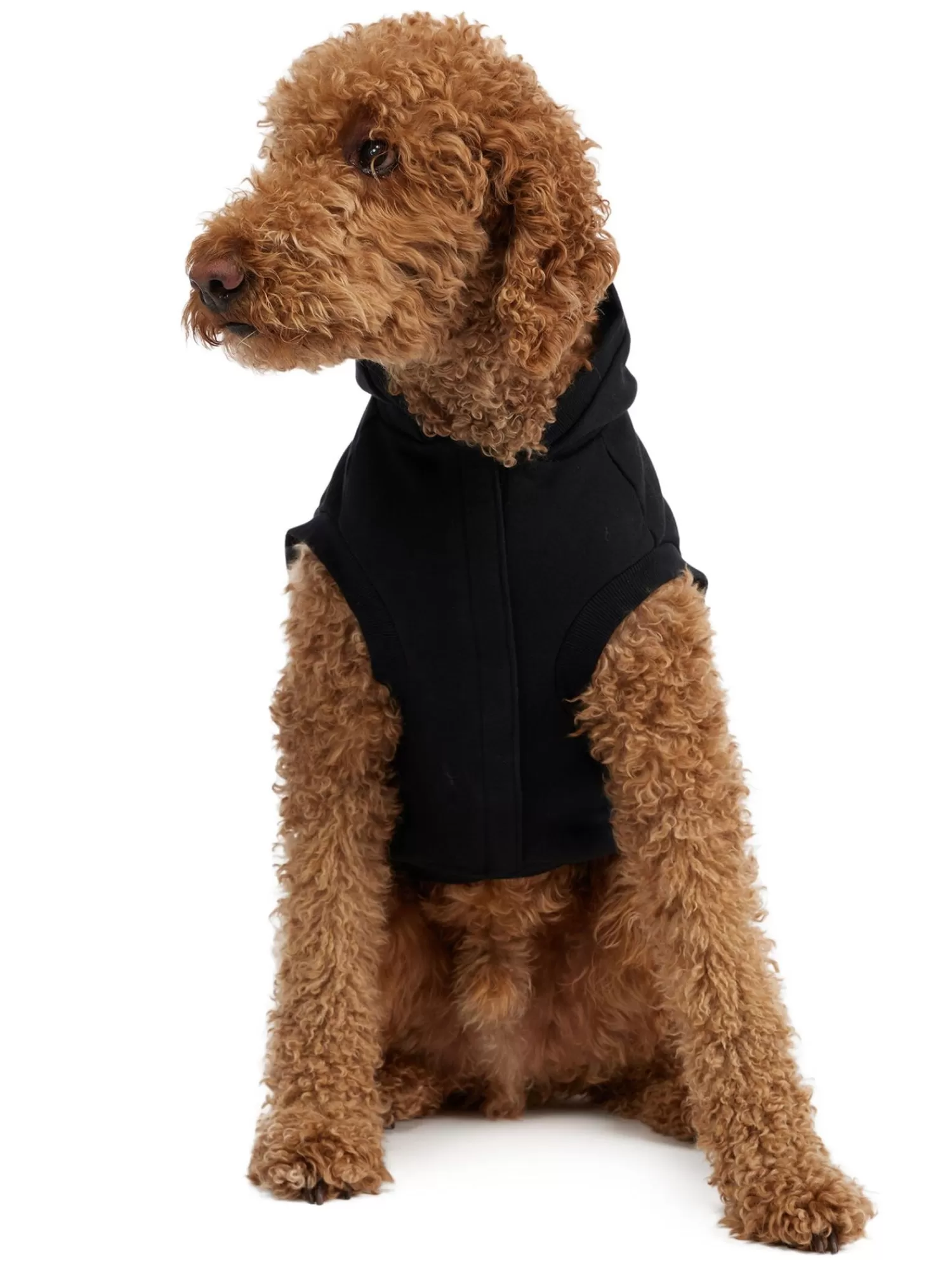 Pajar Manteaux Pour Chiens<Dash Capuche Pour Chiens Noir